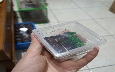 kandang sling murah berikut cocopeat dan fake plant